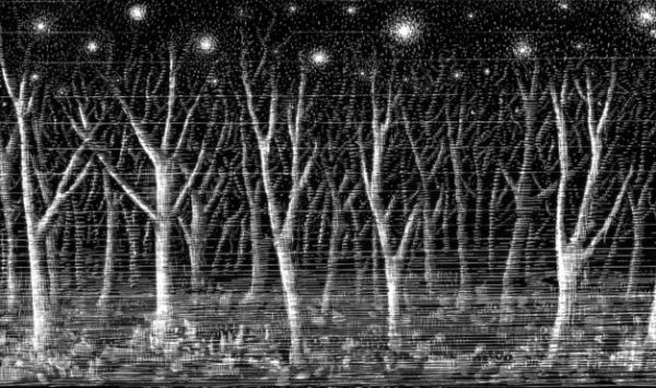 Bosque de árboles sin hojas en noche estrellada, en blanco y negro. Ilustración del libro Mi taza de té, de Dror Burstein y Meir Appelfeld. Editorial Leetra.