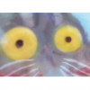 Ilustración del libro Todos vieron un gato - y un pez