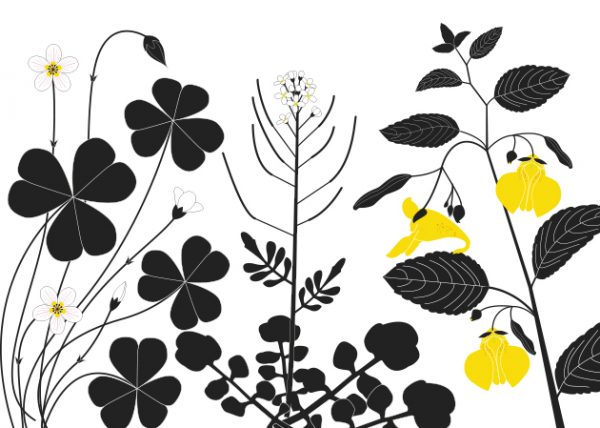 Libro: Plantas Vagabundas, de Émilie Vast