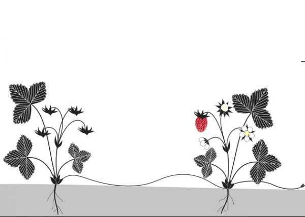 Libro: Plantas Vagabundas, de Émilie Vast